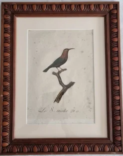 Gravures ornithologiques Audebert & Vieillot 1802 encadrées 50x40 cm