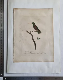 Gravures ornithologiques Audebert & Vieillot 1802 encadrées 50x40 cm