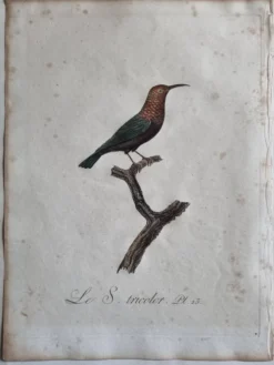 Gravures ornithologiques Audebert & Vieillot 1802 encadrées 50x40 cm