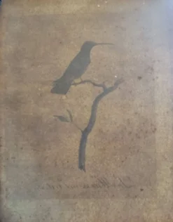 Gravures ornithologiques Audebert & Vieillot 1802 encadrées 50x40 cm