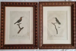 Gravures ornithologiques Audebert & Vieillot 1802 encadrées 50x40 cm