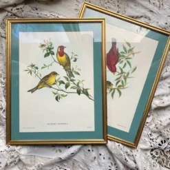 Gravure zoologique oiseaux Euspisa Luteola