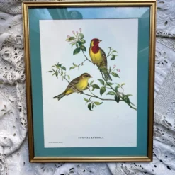 Gravure zoologique oiseaux Euspisa Luteola