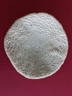 Gros Corail Turbinaria peltata Océan indien diamétre 30 cm