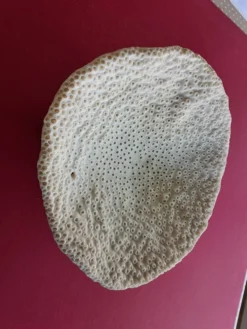 Gros Corail Turbinaria peltata Océan indien diamétre 30 cm