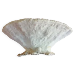 Gros Corail Turbinaria peltata Océan indien diamétre 30 cm