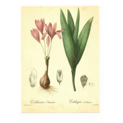 Illustration ancienne 1959 - Colchique d'automne - planche fleur et plante