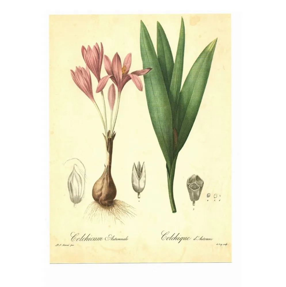 Illustration ancienne 1959 - Colchique d'automne - planche fleur et plante