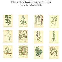 Illustration ancienne 1959 - Colchique d'automne - planche fleur et plante