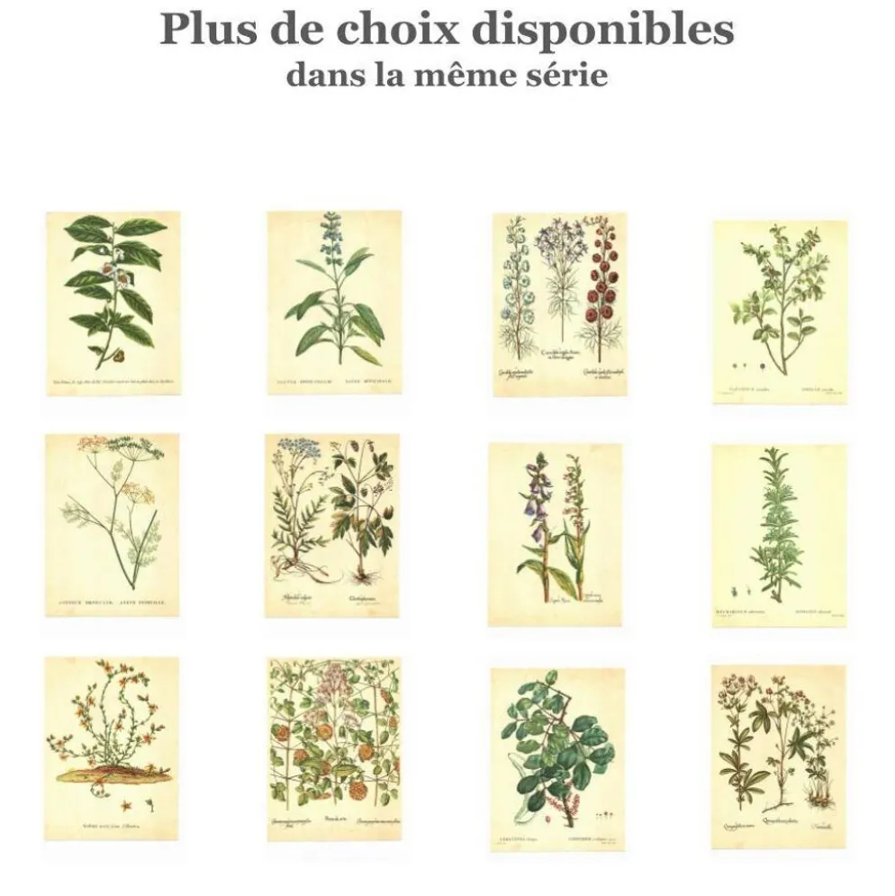 Illustration ancienne 1959 - Colchique d'automne - planche fleur et plante