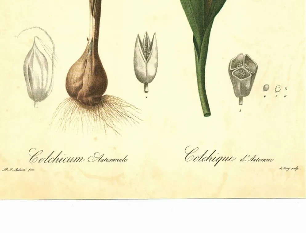 Illustration ancienne 1959 - Colchique d'automne - planche fleur et plante