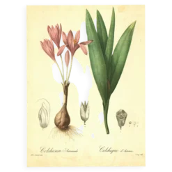 Illustration ancienne 1959 - Colchique d'automne - planche fleur et plante
