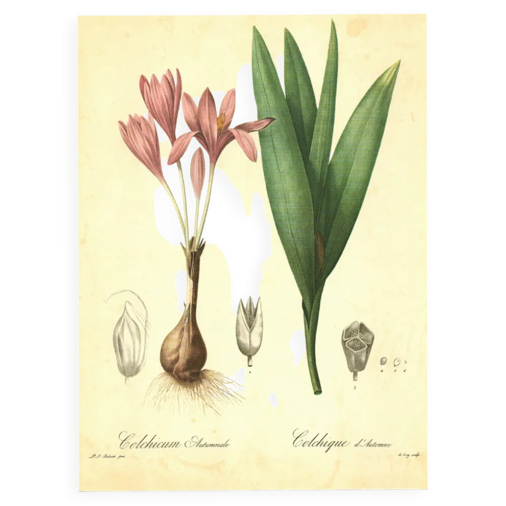 Illustration ancienne 1959 - Colchique d'automne - planche fleur et plante