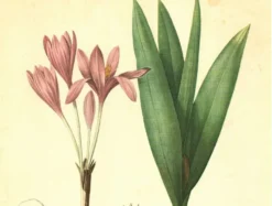 Illustration ancienne 1959 - Colchique d'automne - planche fleur et plante