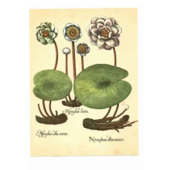 Illustration ancienne 1959 - Nénuphars- plante auatique botanique fleurs