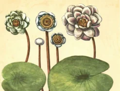 Illustration ancienne 1959 - Nénuphars- plante auatique botanique fleurs