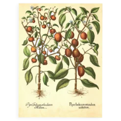 Illustration ancienne 1959 - Poivriers et fruits. planche Vintage botanique