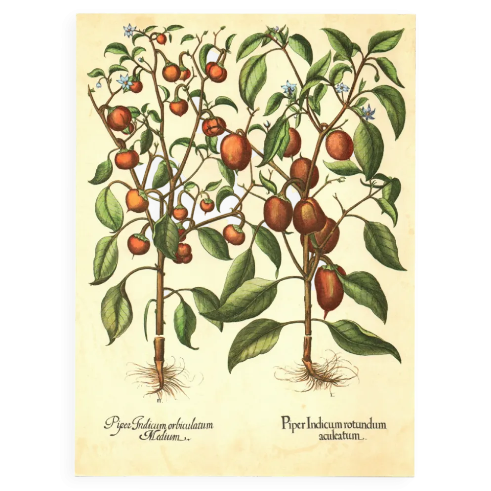 Illustration ancienne 1959 - Poivriers et fruits. planche Vintage botanique