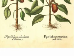 Illustration ancienne 1959 - Poivriers et fruits. planche Vintage botanique