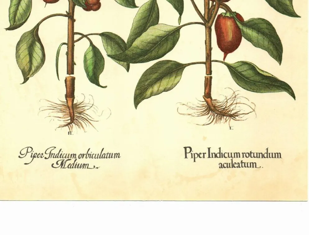Illustration ancienne 1959 - Poivriers et fruits. planche Vintage botanique