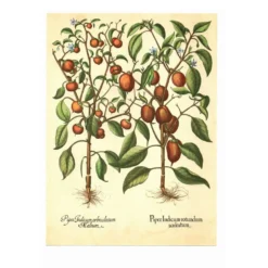 Illustration ancienne 1959 - Poivriers et fruits. planche Vintage botanique