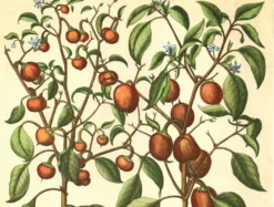 Illustration ancienne 1959 - Poivriers et fruits. planche Vintage botanique
