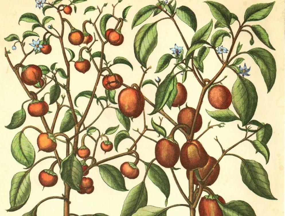 Illustration ancienne 1959 - Poivriers et fruits. planche Vintage botanique
