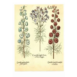 Illustration ancienne 1959 - Spigélie du Maryland. Planche botanique, fleur