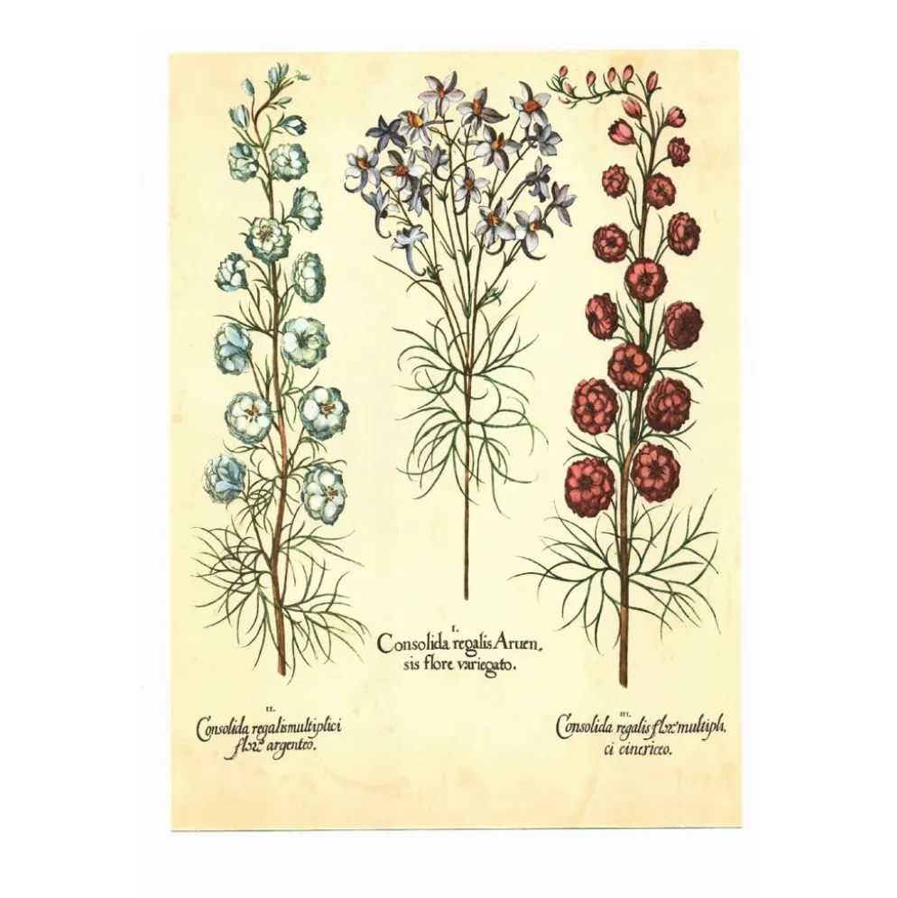 Illustration ancienne 1959 - Spigélie du Maryland. Planche botanique, fleur