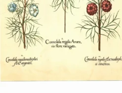 Illustration ancienne 1959 - Spigélie du Maryland. Planche botanique, fleur