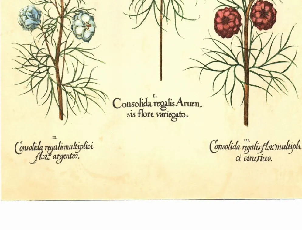 Illustration ancienne 1959 - Spigélie du Maryland. Planche botanique, fleur