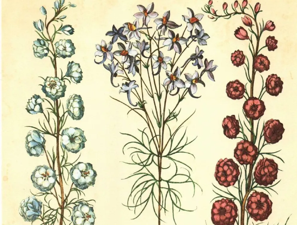 Illustration ancienne 1959 - Spigélie du Maryland. Planche botanique, fleur