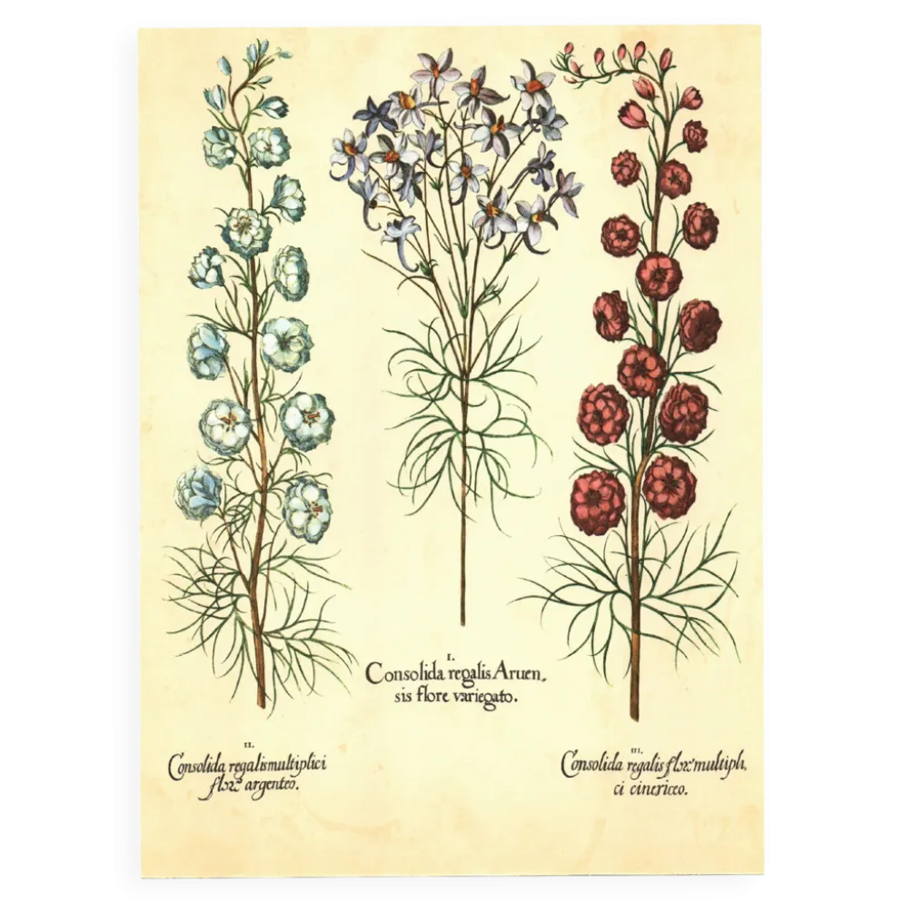 Illustration ancienne 1959 - Spigélie du Maryland. Planche botanique, fleur