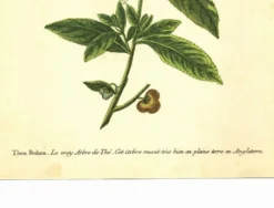Illustration ancienne 1959 - Théier. Illustration herbier vintage botanique