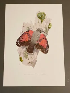 Illustration ancienne – Tichodrome échelette (oiseau)