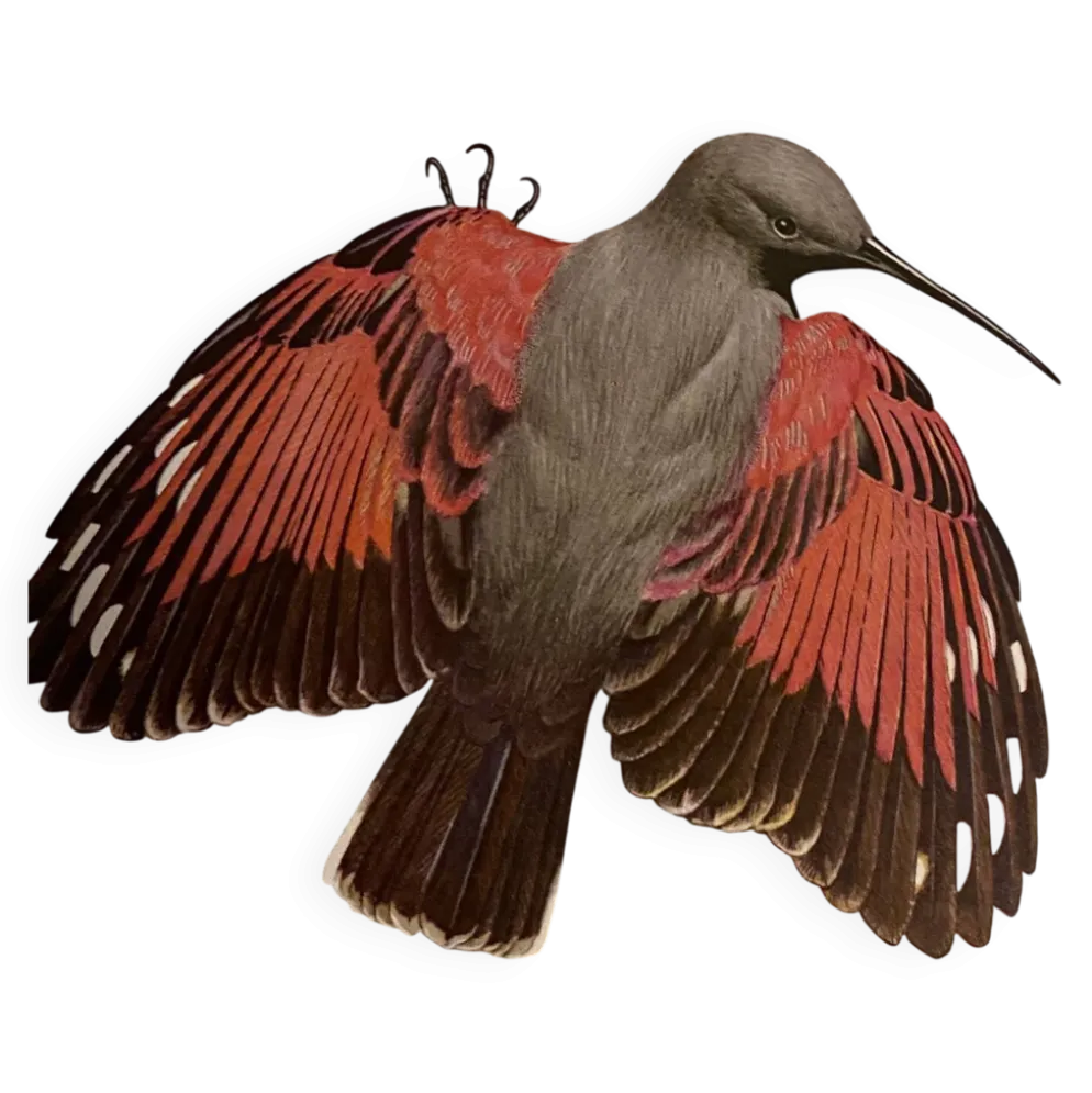 Illustration ancienne – Tichodrome échelette (oiseau)