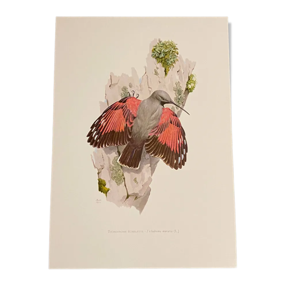 Illustration ancienne – Tichodrome échelette (oiseau)