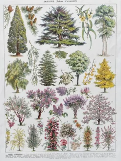 Illustration Millot 