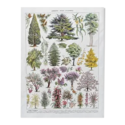 Illustration Millot 