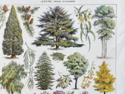 Illustration Millot 