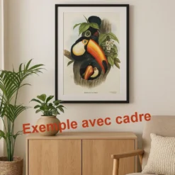 Illustration nature - Toucan Azarae - par Gould - planche jungle