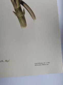 Illustration nature - Toucan Azarae - par Gould - planche jungle