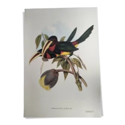 Illustration nature - Toucan Azarae - par Gould - planche jungle