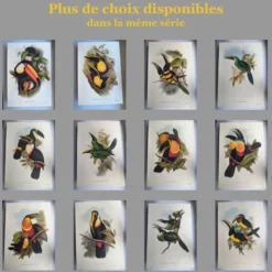 Illustration nature - Toucan Azarae - par Gould - planche jungle