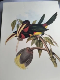Illustration nature - Toucan Azarae - par Gould - planche jungle