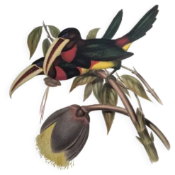 Illustration nature - Toucan Azarae - par Gould - planche jungle