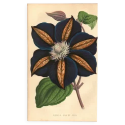Illustration vintage - Clématite - Gravure botanique 1871 - ancienne fleur