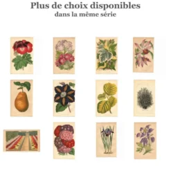 Illustration vintage - Clématite - Gravure botanique 1871 - ancienne fleur