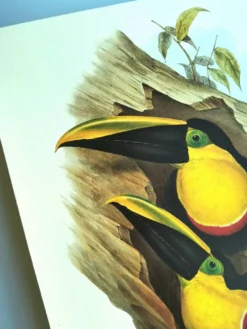Illustration vintage - Toucan Ambigus par John Gould - planche oiseaux
