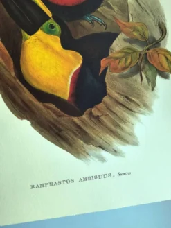 Illustration vintage - Toucan Ambigus par John Gould - planche oiseaux
